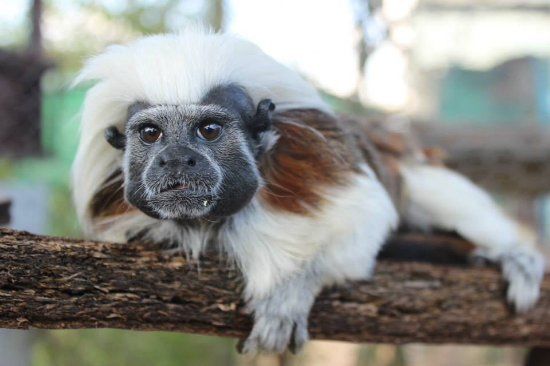 International Primate Rescue